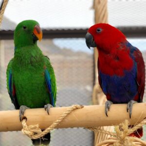 Male And Female Electus Parrots for sale ( Ben and Caro)
