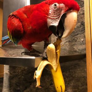 Female GreenWinged Macaw Parrot For Sale (Lucy)