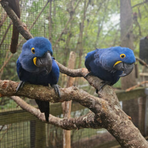 Hyacinth macaw pair for sale – 7 months old
