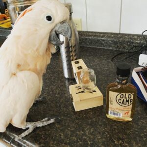 Male Mollucan Cockatoo For sale (Lino)