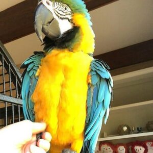 Female Blue and Gold Macaw Parrot for sale (Lissa)