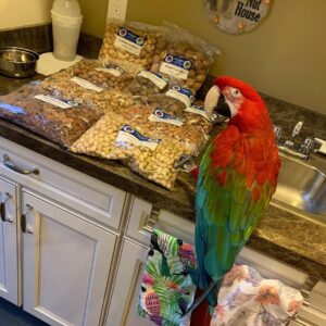 Male GreenWinged Macaw For Sale ( Dino)