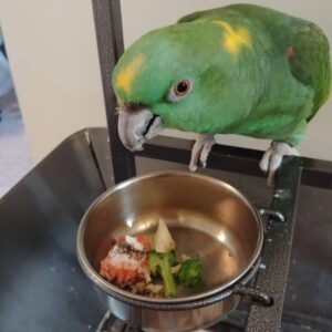 Female Yellow Naped Amazon Parrot for sale ( Bam Bam)
