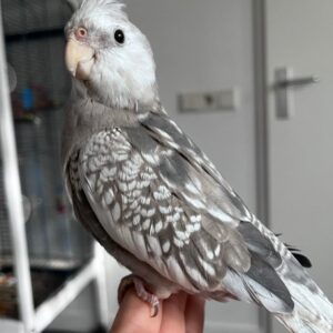 Male Silver Cockatiel Parrot for sale