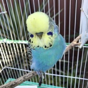 Male budgerigar Parrot for sale