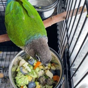 Female Conure Parrot for sale
