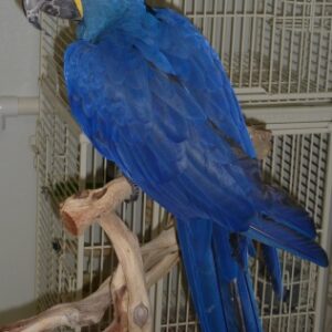 Female Hyacinth Macaw parrot for sale ( Suzzy)