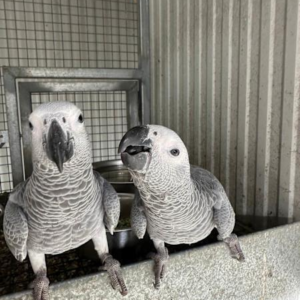 Hand-raised pair of grey parrots – 12 months old