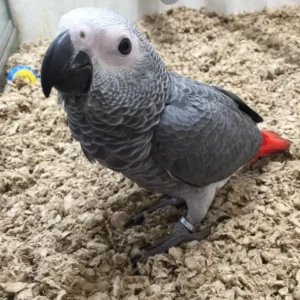 African grey parrot for sale, 5 months old