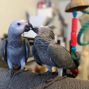 African grey parrot baby pair, 3 months old