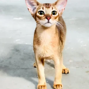 Female Abyssinian cat, 4 months old