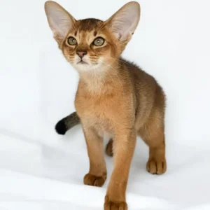 Abyssinian Kitten – 12 weeks old, male