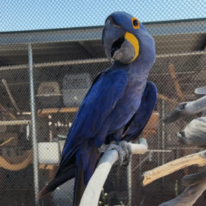 Hand-raised Hyacinth Macaw – 8 months old