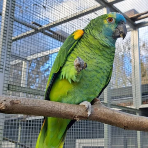 Blue-fronted Amazon parrot for sale – 14 months old