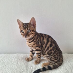 Purebred Bengal kittens – 12 weeks old