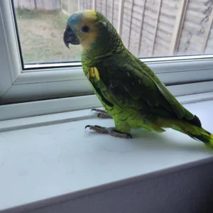 Blue-fronted Amazon for sale