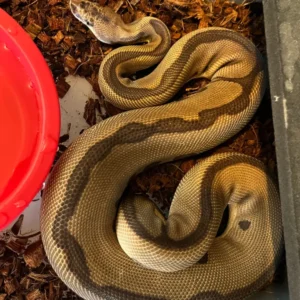 2021 Adult Ball Python