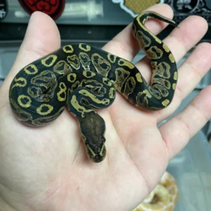 Baby ball python