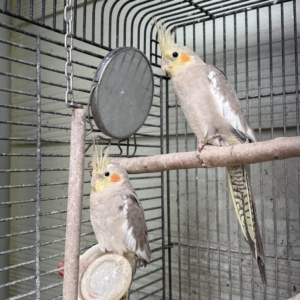 Hand-raised pair of cockatiels — 18 months old