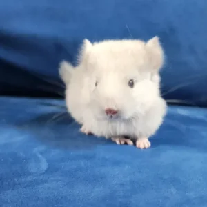 Adult female chinchilla