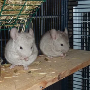 Adult chinchilla pair, male and female