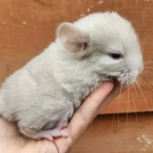 9 month old male chinchilla