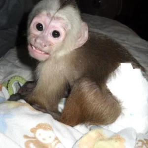 3-month-old male capuchin monkey