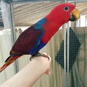 8-month-old red-sided eclectus parrot