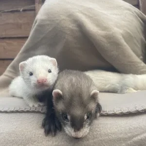 3-month-old ferrets, male and female