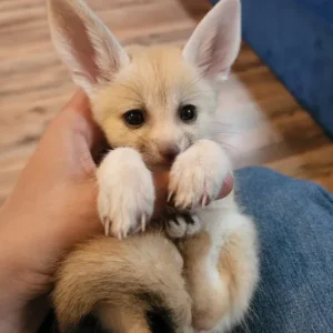 4-month-old male fennec fox