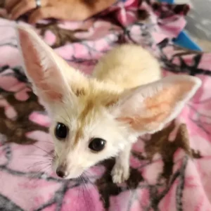 3-month-old Fennec Fox, female
