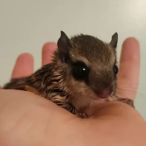 Baby male flying squirrel