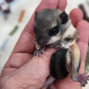 Multicolored baby flying squirrel, male
