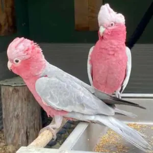 Older galah couple