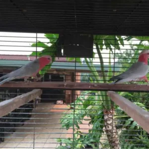 7-month-old male and female galah