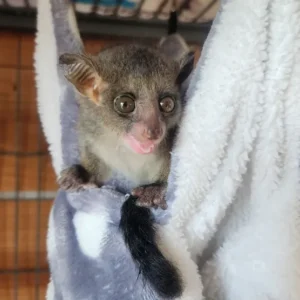 10-week-old female Galago