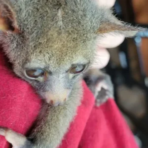 2-month-old female Galago