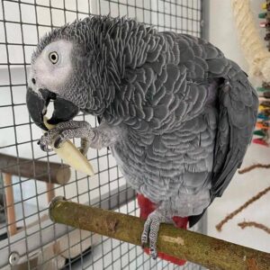 2-year-old grey parrot for sale
