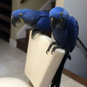 Hyacinth Macaws for sale, 11 months old