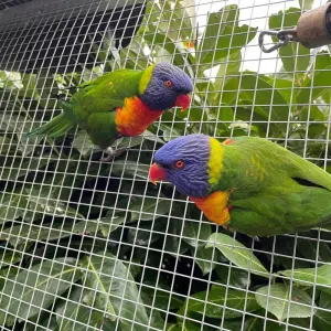 Mountain lorikeet pair for sale, 9 months old