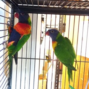 Rainbow lorikeets for sale, 10-month-old pair