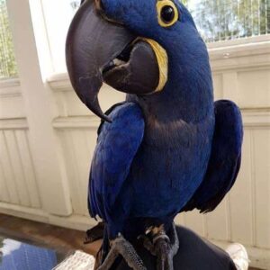 8-month-old hyacinth macaw
