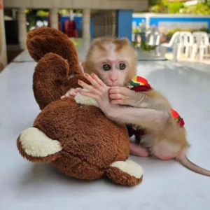 3-month-old male macaque