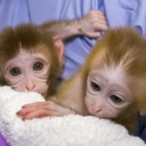 2-month-old macaque pair, male and female