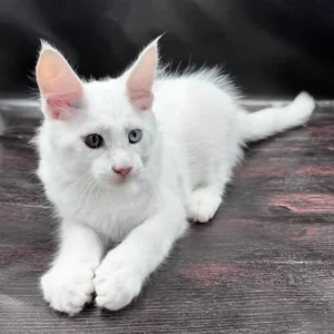 3-month-old Maine Coon, male