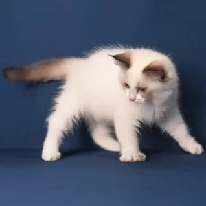 Adorable 3-month-old Ragdoll cat – male