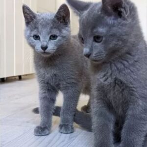 Russian Blue cat pair, 4 months old (male & female)