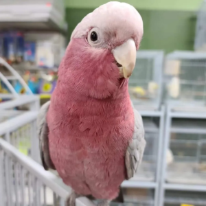 Hand-raised galah — 10 months old