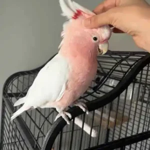 Inca cockatoo for sale, 1 year old – Female