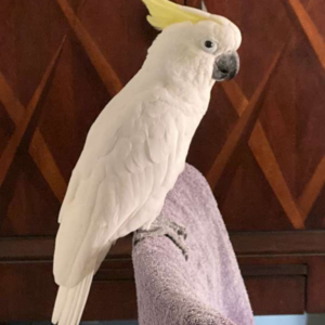 Yellow-crested cockatoo for sale – 11 months old